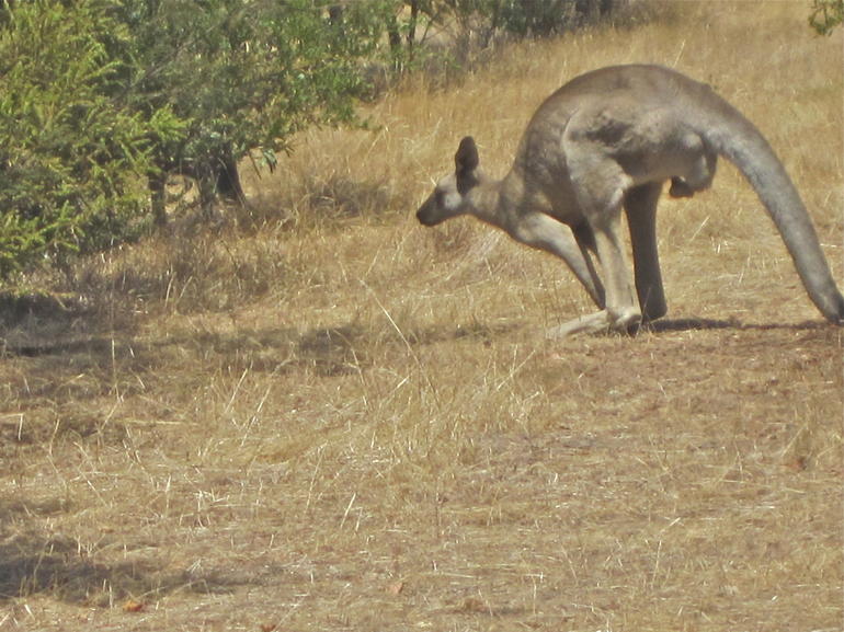 Koalas And Kangaroo In The Wild Tour From Melbourne - thumb 18