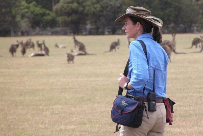 Koalas And Kangaroo In The Wild Tour From Melbourne - thumb 30