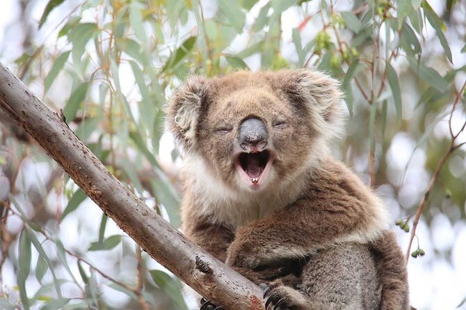 Koalas And Kangaroo In The Wild Tour From Melbourne - thumb 28