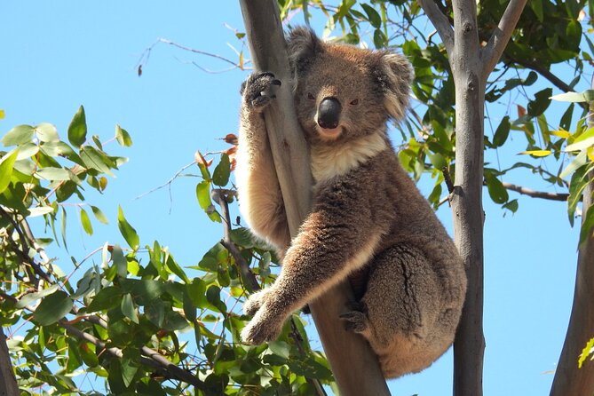 Koalas And Kangaroo In The Wild Tour From Melbourne - thumb 31