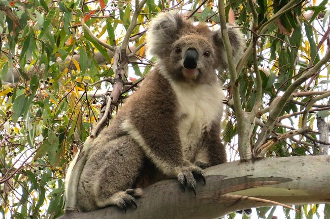 Koalas And Kangaroo In The Wild Tour From Melbourne - thumb 34