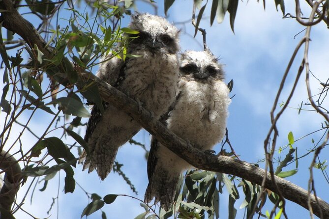 Koalas And Kangaroo In The Wild Tour From Melbourne - thumb 36