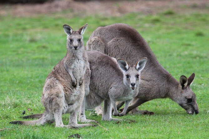 Koalas And Kangaroo In The Wild Tour From Melbourne - thumb 38