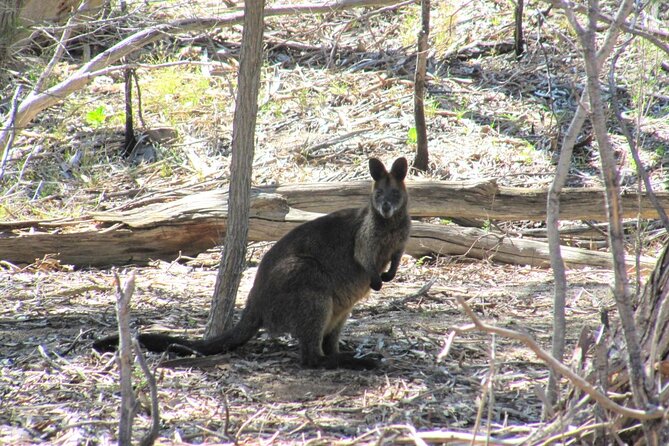 Koalas And Kangaroo In The Wild Tour From Melbourne - thumb 37