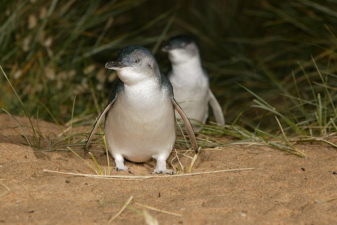 Express Expedition to Phillip Island Penguin Wildlife Encounter Evening Tour - Accommodation in Bendigo