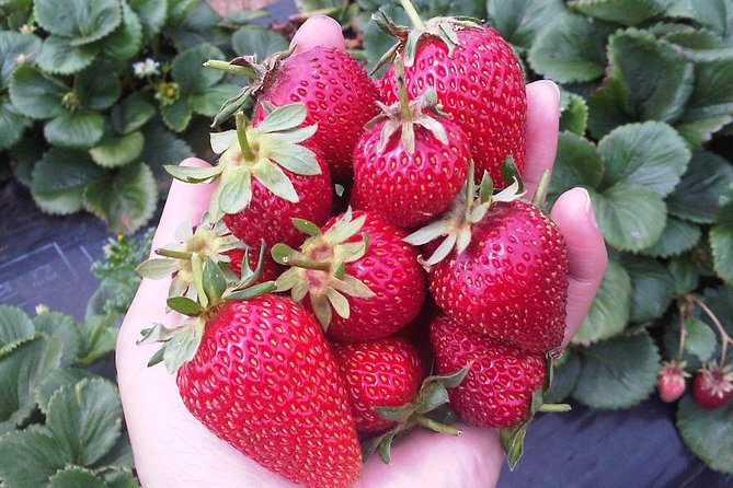 Mornington Peninsula including Strawberry Farm Day Tour from Melbourne - Accommodation Mt Buller