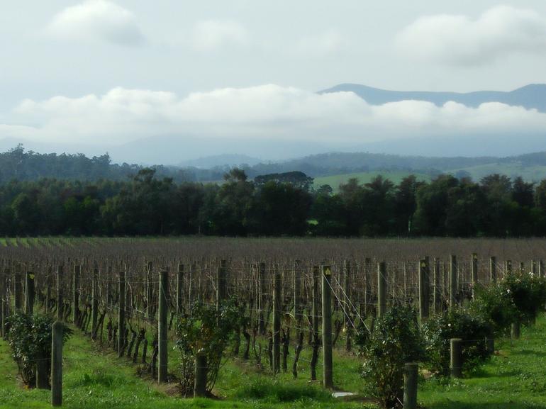 Yarra Valley Winery Tour From Melbourne Including Lunch And Yarra Valley Chocolaterie - thumb 6