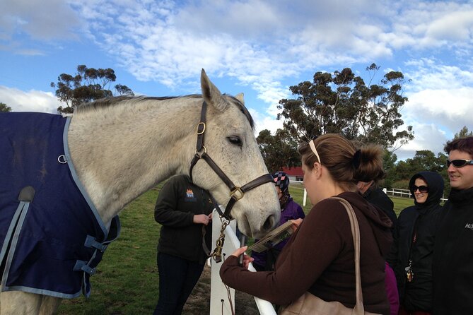Champion Racehorse Tour With Beer And Wine Tasting - thumb 9