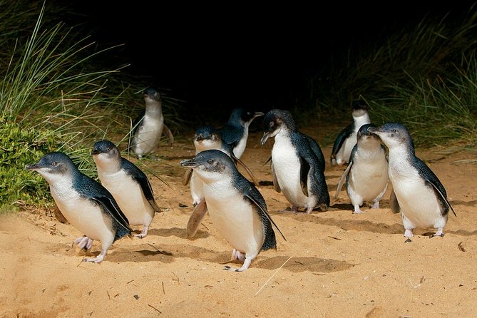 Small Group - Phillip Island Hike & Penguin Parade Day Tour From Melbourne - thumb 6