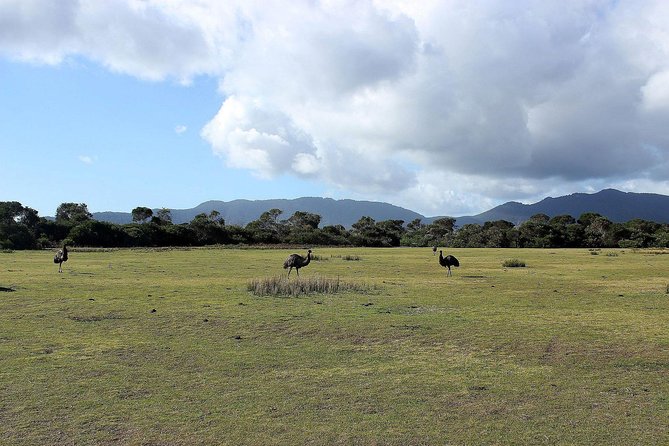 Wilsons Promontory Walking And Sightseeing Tour From Phillip Island - thumb 8