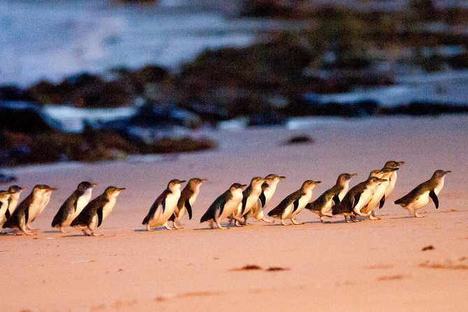 2-Day Great Ocean Road And Phillip Island Tour With Penguin Parade - thumb 6