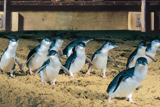 Half Day Phillip Island Penguin Parade PLUS Tour - Attractions Melbourne