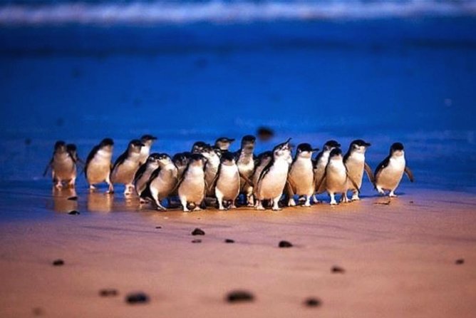 Half Day Phillip Island Penguin Parade PLUS Tour - thumb 1