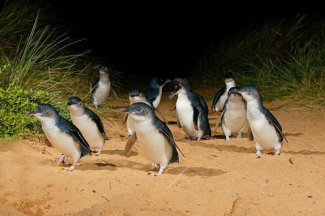 2 Day Exclusively Private Tour Of Phillip Island & The Penguin Parade - thumb 7