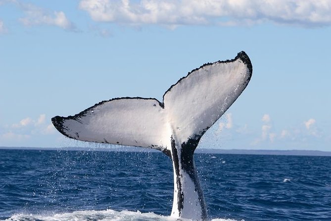 Phillip Island Whale Watching Tour - Melbourne Tourism