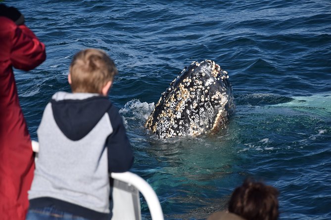 Phillip Island Whale Watching Tour - thumb 8