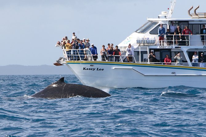 Phillip Island Whale Watching Tour - thumb 2