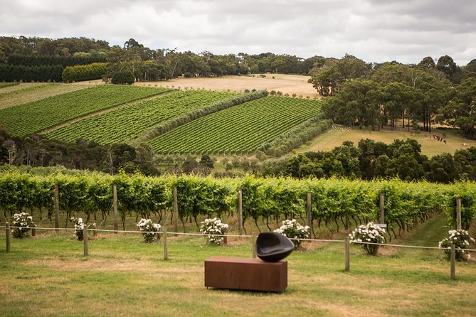 Montalto Vineyard Mornington Peninsula Discovery Wine Tasting and Lunch - Accommodation in Brisbane
