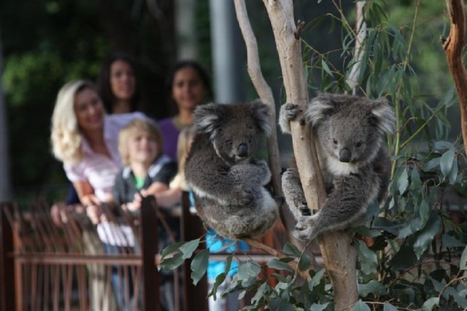 Australian Wildlife Tour At Melbourne Zoo - thumb 0