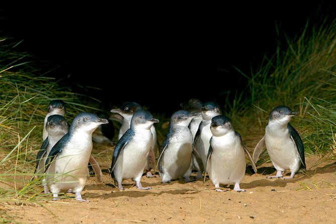 Phillip Island Penguin, Brighton Beach, Moonlit Sanctuary From Melbourne - thumb 0