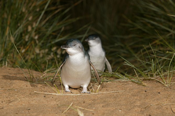 Phillip Island Penguin, Brighton Beach, Moonlit Sanctuary From Melbourne - thumb 29