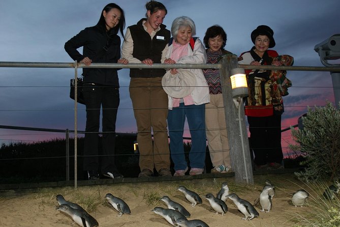 Phillip Island Penguin Parade Tour From Melbourne Including Koala Conservation Centre - thumb 0