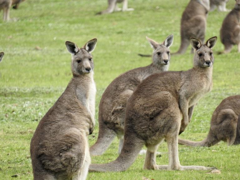 Grampians National Park Small-Group Eco Tour From Melbourne - Attractions Melbourne 8