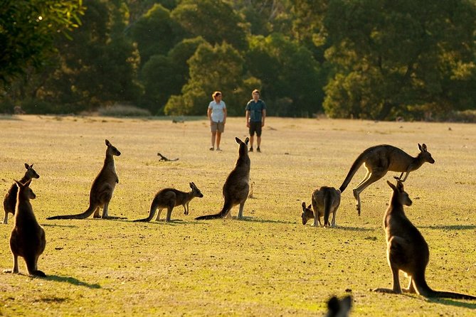 Grampians National Park Small-Group Eco Tour From Melbourne - Attractions Melbourne 25