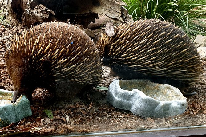 Healesville Sanctuary And Yarra Valley Day Trip From Melbourne - thumb 3