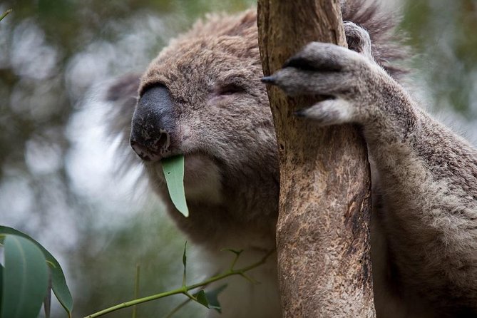 Phillip Island Koala Conservation Centre Entry ticket - Accommodation Bookings