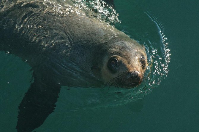 Phillip Island Seal-Watching Cruise - thumb 1