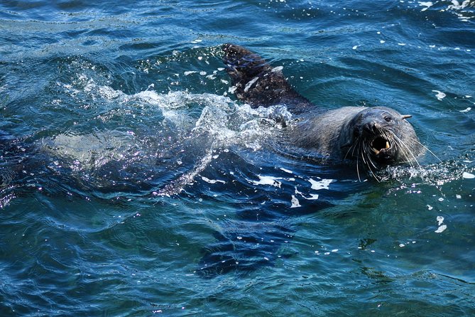 Phillip Island Seal-Watching Cruise - Attractions 4