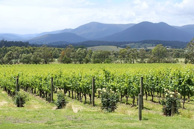 Yarra Valley Wine & Food Day Tour From Melbourne With Lunch At Yering Station - thumb 11