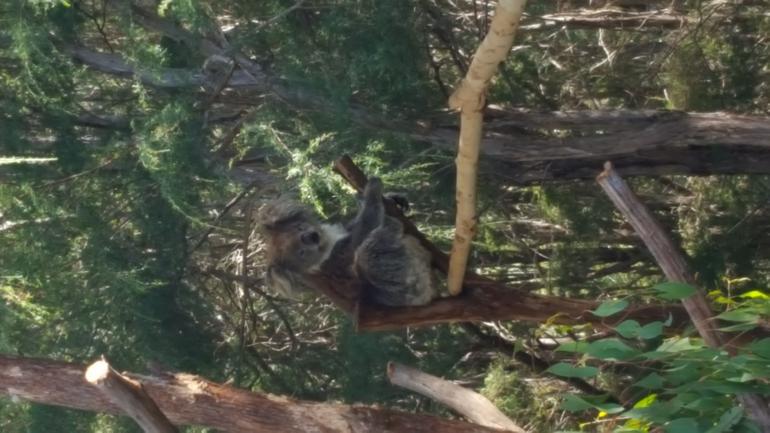 Yarra Valley Wildlife & Wine Day Tour From Melbourne With Healesville Sanctuary - thumb 10
