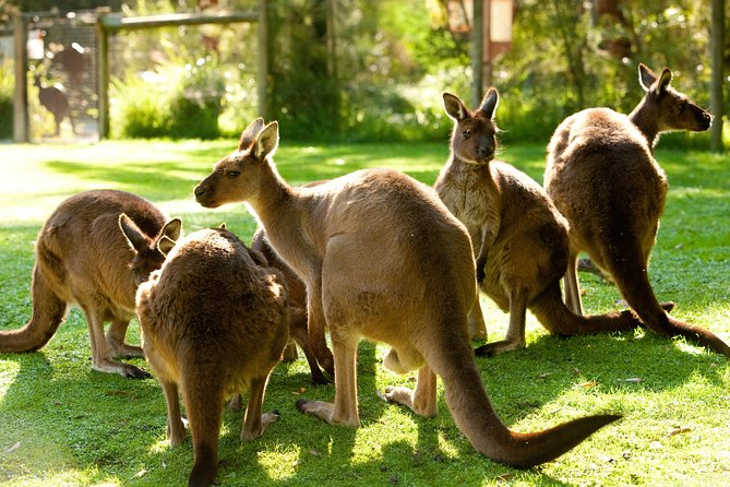 Yarra Valley Wildlife & Wine Day Tour From Melbourne With Healesville Sanctuary - thumb 13