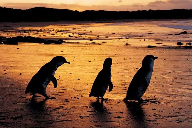 Phillip Island Penguin Parade, Brighton Bathing Boxes And Wildlife Park Tour - thumb 0