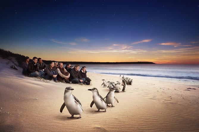 Phillip Island Penguin Parade For 21 Passengers - thumb 0