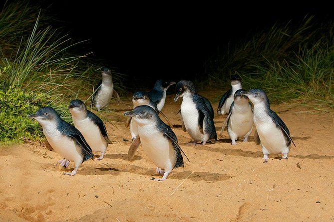 Phillip Island And French Island Wildlife Expedition - thumb 1