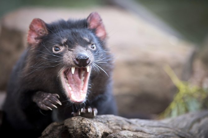 Port Arthur and Tassie Devils Active Day Tour from Hobart - Tourism TAS