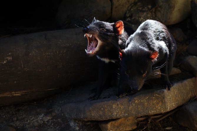 Port Arthur And Tassie Devils Active Day Tour From Hobart - thumb 5