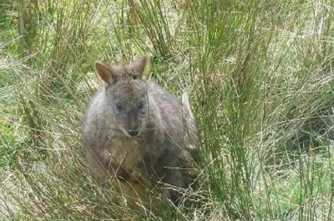 Leven Canyon Day Trip Including Wings Wildlife Park or Gunns Plains Caves from Devonport Ulverstone or Burnie - Attractions
