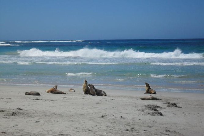 Kangaroo Island in a Day Tour from Adelaide - Port Augusta Accommodation