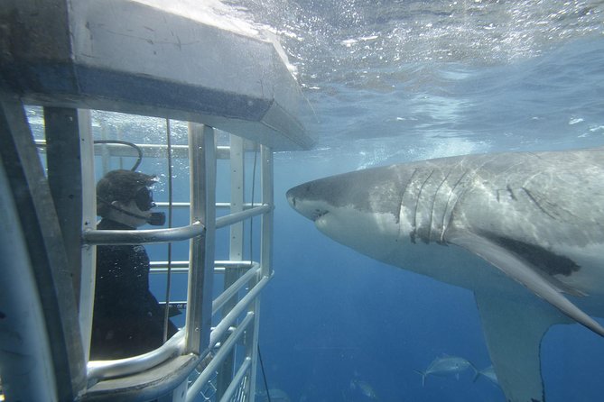 White Shark Tour With Optional Cage Dive From Port Lincoln - thumb 1