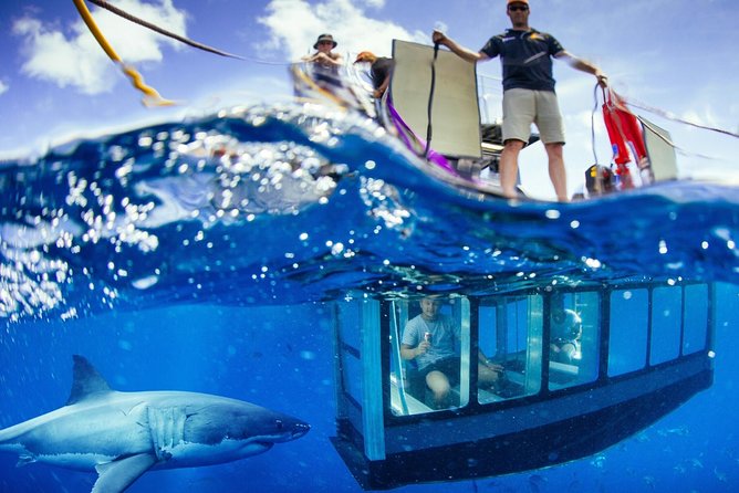White Shark Tour with Optional Cage Dive from Port Lincoln - Accommodation Main Beach