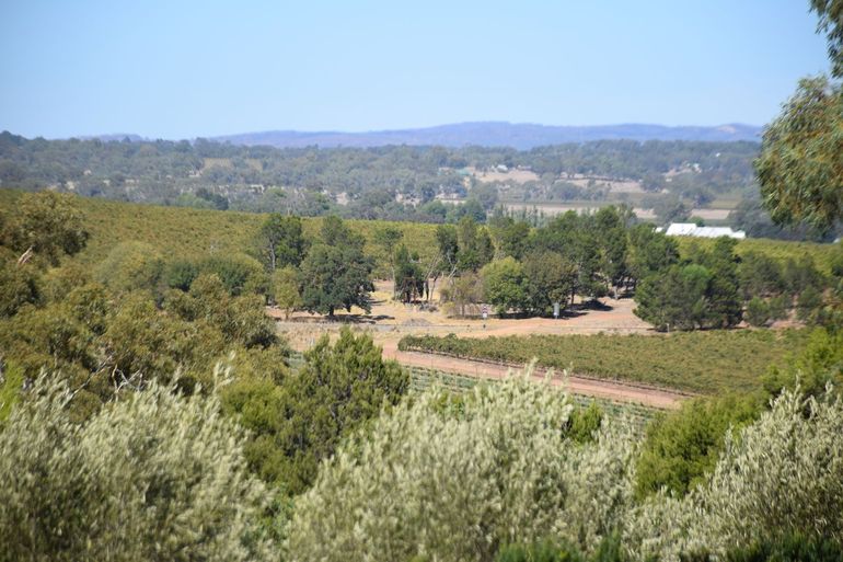 Barossa Valley Food And Wine Tour - thumb 2