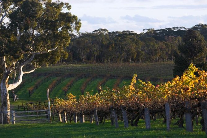 Barossa Valley with Hahndorf Tour from Adelaide - Tourism Adelaide