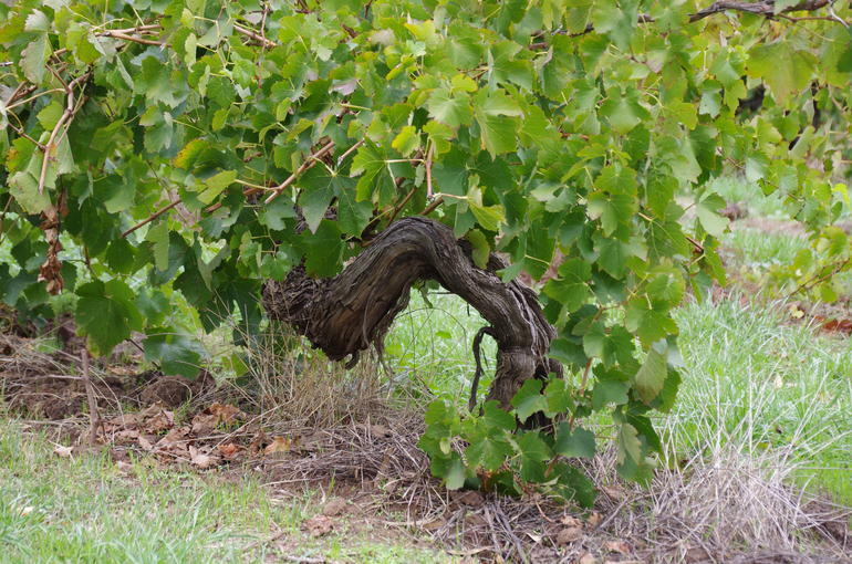 Barossa Valley Wineries Tour With Tastings And Lunch From Adelaide - thumb 7