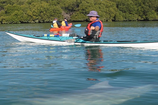 Adelaide Dolphin Sanctuary And Ships Graveyard Kayak Tour - thumb 5