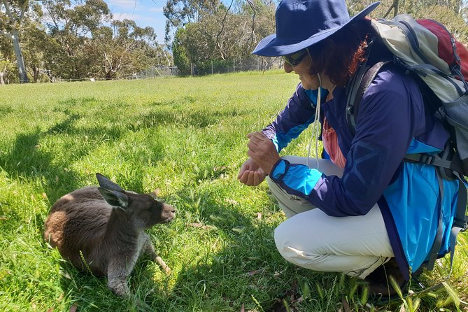 Mount Lofty Hike And Cleland Wildlife Park Day Trip From Adelaide - thumb 6