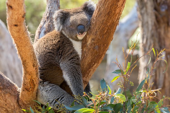 Mount Lofty Hike And Cleland Wildlife Park Day Trip From Adelaide - thumb 4